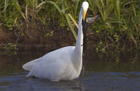 Grotezilverreiger311008I